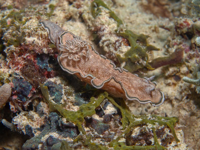 Nudibranch, Home Reef